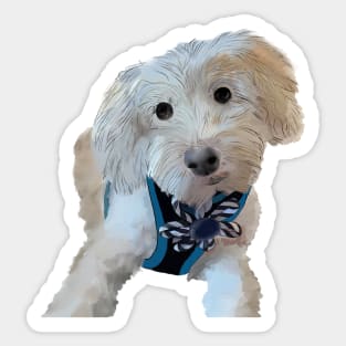 Cooper the Maltipoo Sticker